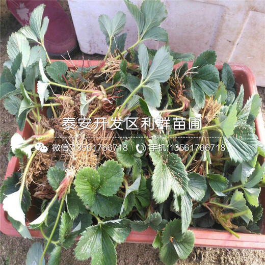 新品種山東草莓苗批發(fā)價格