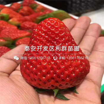 2018年蒙特瑞草莓苗多少钱