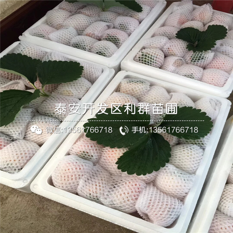 新品种越心草莓苗、越心草莓苗价格