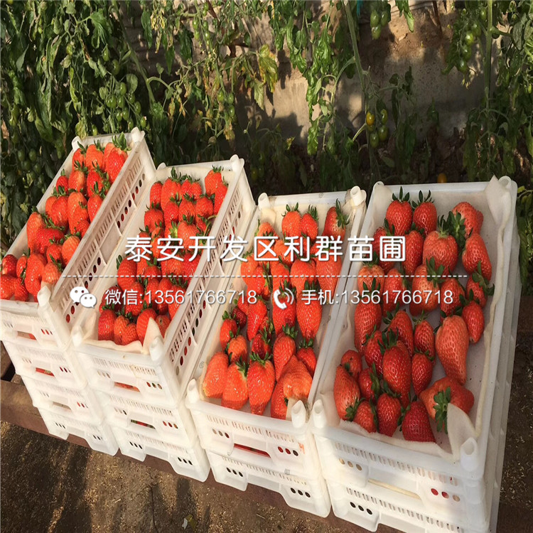 2018年阿尔比草莓苗、阿尔比草莓苗基地