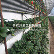 新品种丰香草莓苗、新品种丰香草莓苗出售