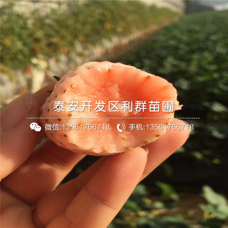 2018年白色草莓苗格