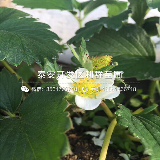 豐香草莓苗價格
