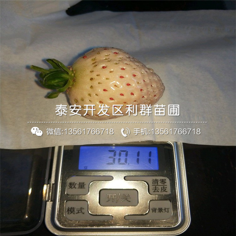 脫毒美王一號草莓苗、脫毒美王一號草莓苗價格