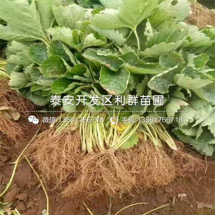 山东大白草莓苗