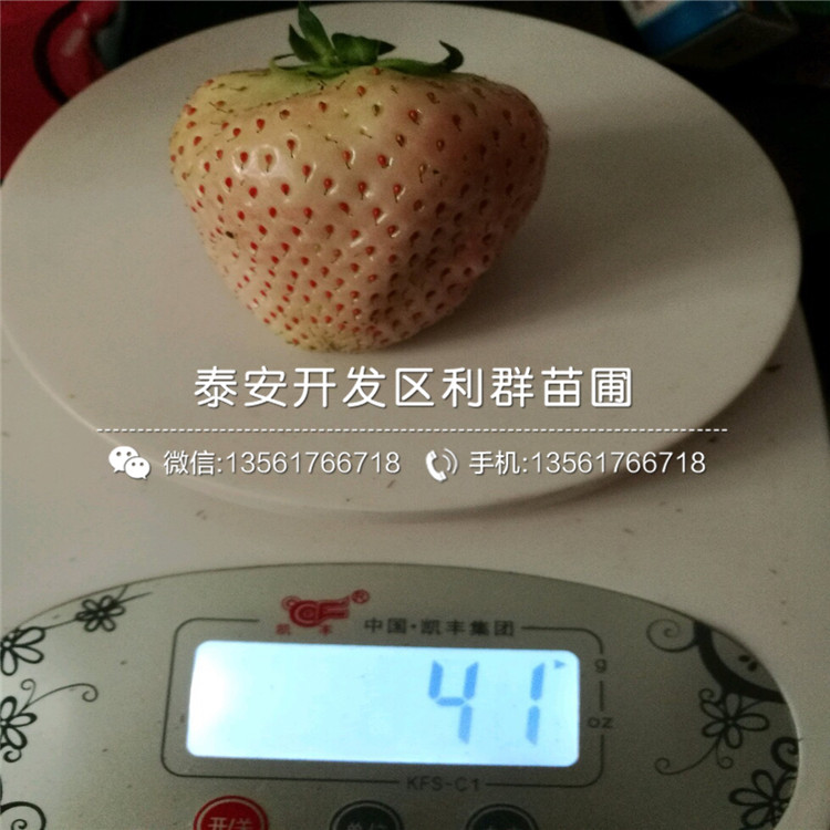 2018年蒙特瑞草莓苗多少钱