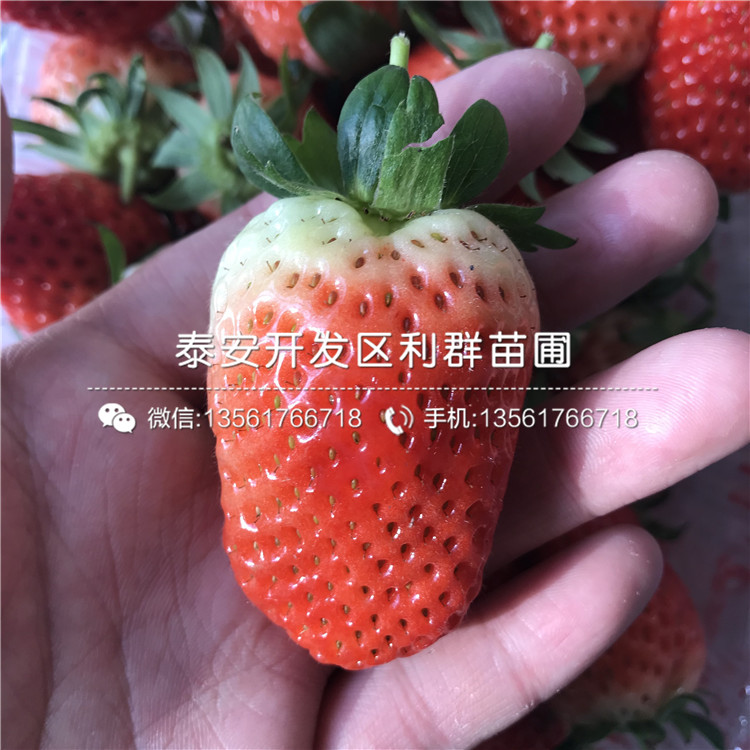 京藏香草莓苗品种、京藏香草莓苗价格是多少