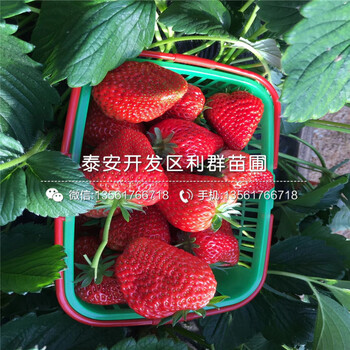 露天草莓苗出售价格、露天草莓苗出售基地