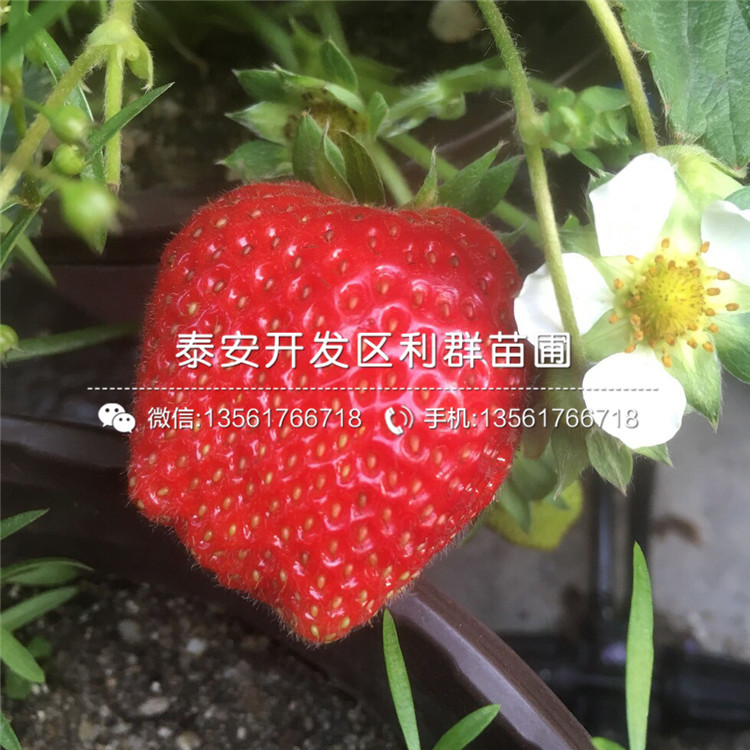 白色草莓苗、今年白色草莓苗價(jià)格是多少
