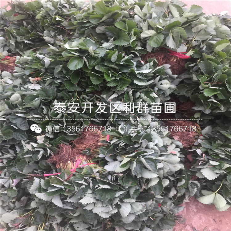 大棚巧克力草莓苗、大棚巧克力草莓苗新品種