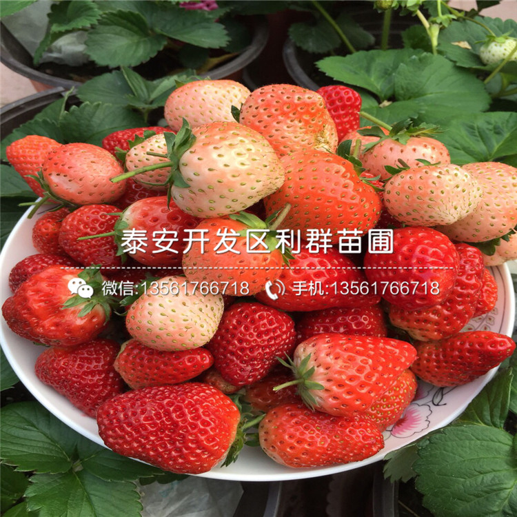 中熟明晶草莓苗