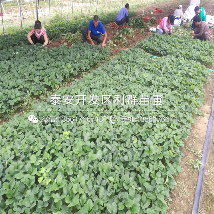 奶油草莓苗批发、2018年奶油草莓苗价格