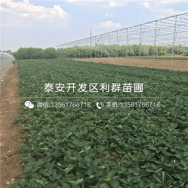 京郊小白草莓苗2018年价格