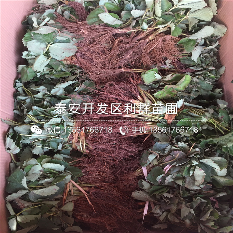 密宝草莓苗供应价格