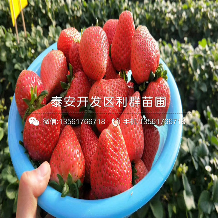 2018年新品种草莓苗出售价格