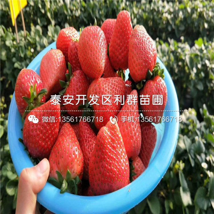頰豐草莓苗價(jià)錢(qián)、頰豐草莓苗價(jià)格及報(bào)價(jià)