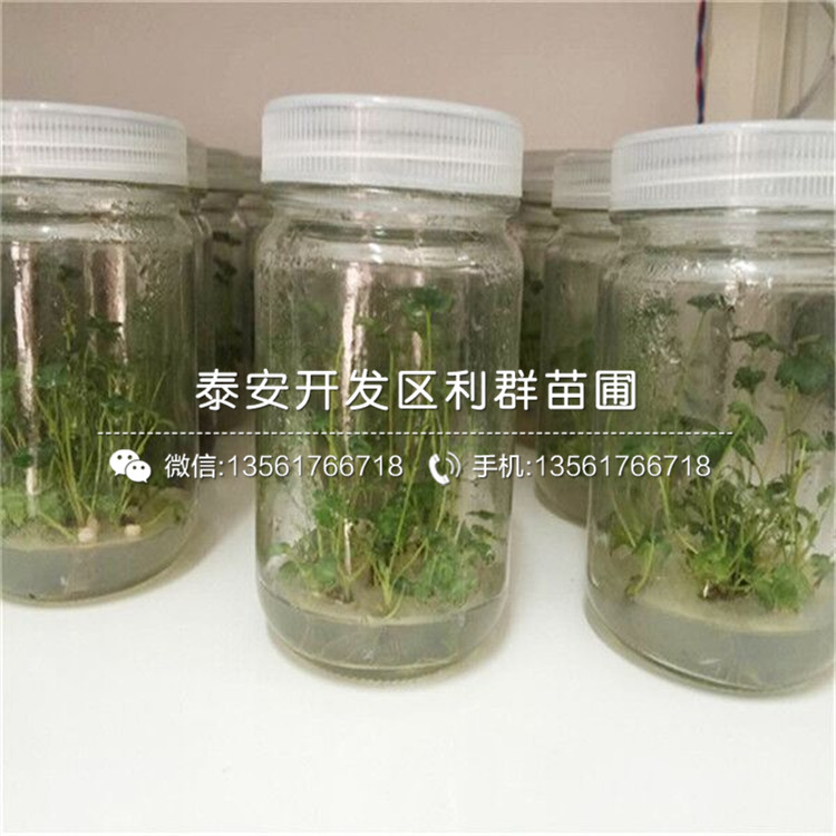 种植粉红公主草莓苗基地