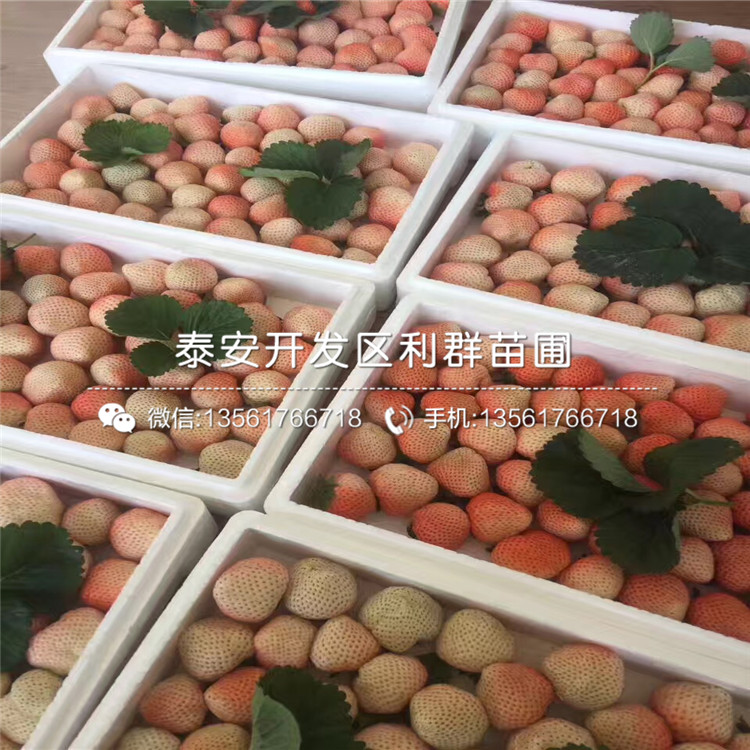 早熟草莓苗