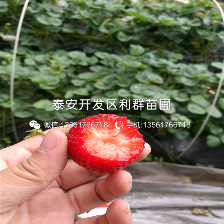 脱毒罗卡娜草莓苗、脱毒罗卡娜草莓苗批发