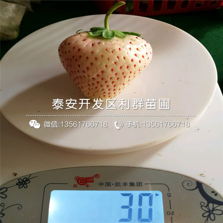 王子草莓苗品种简介