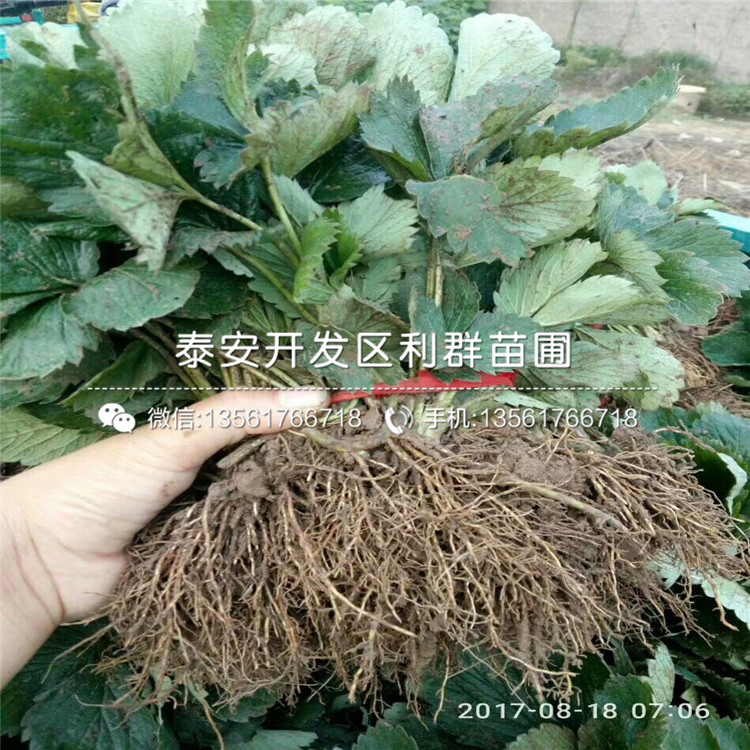 销售桃熏草莓苗价格