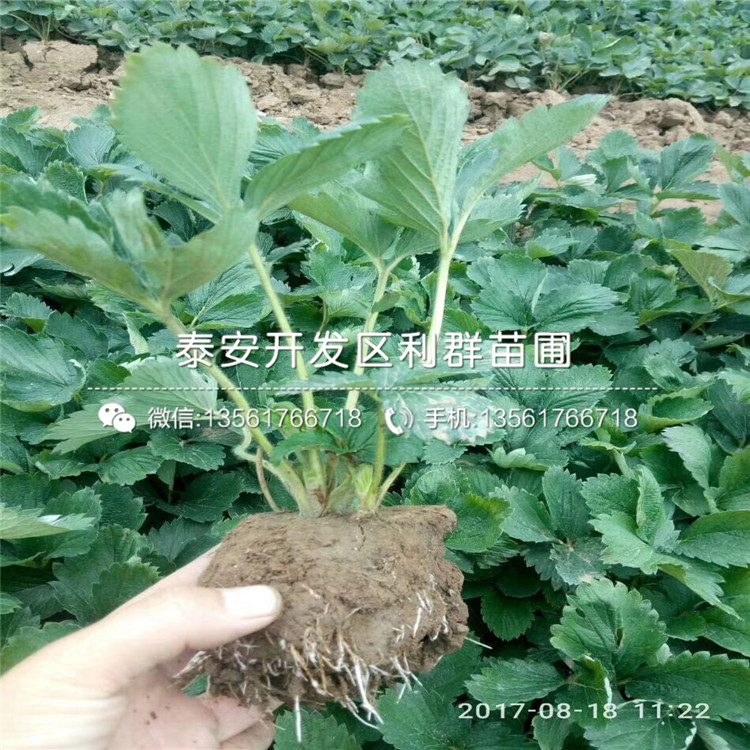 新草莓苗价格、新草莓苗报价多少