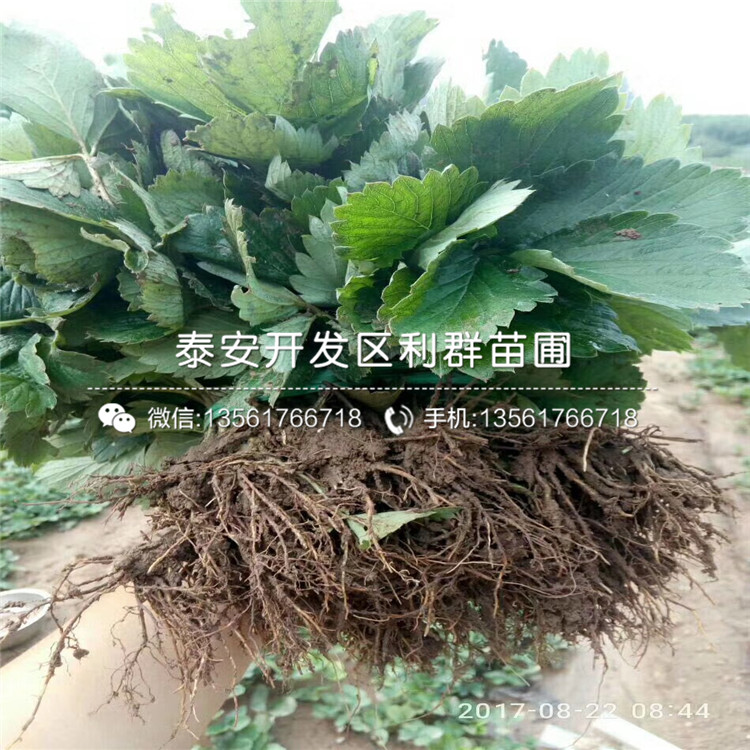 山东白色草莓苗基地