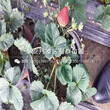 山东草莓王子草莓苗出售价格、山东草莓王子草莓苗多少钱一棵图片