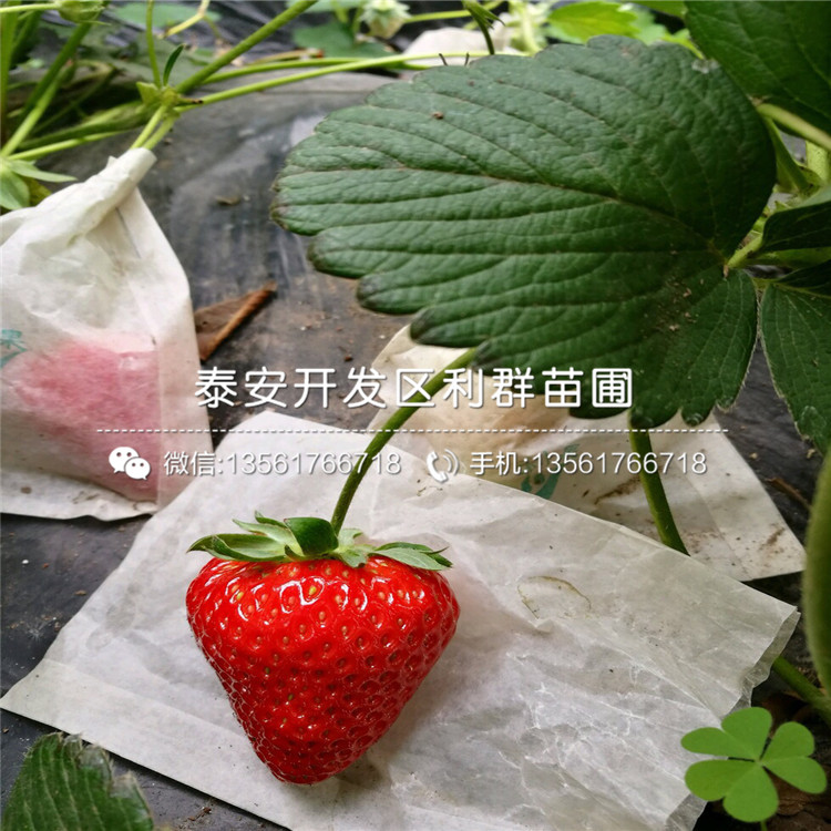山东红花草莓苗多少钱一棵、山东红花草莓苗出售价格
