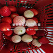 甜宝草莓苗批发、2018年甜宝草莓苗价格图片