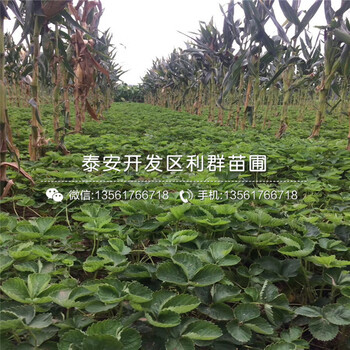 爱莎草莓苗批发、爱莎草莓苗基地