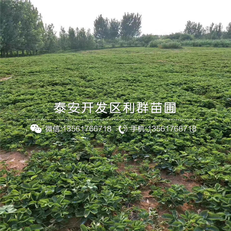 哈尼草莓苗格是多少