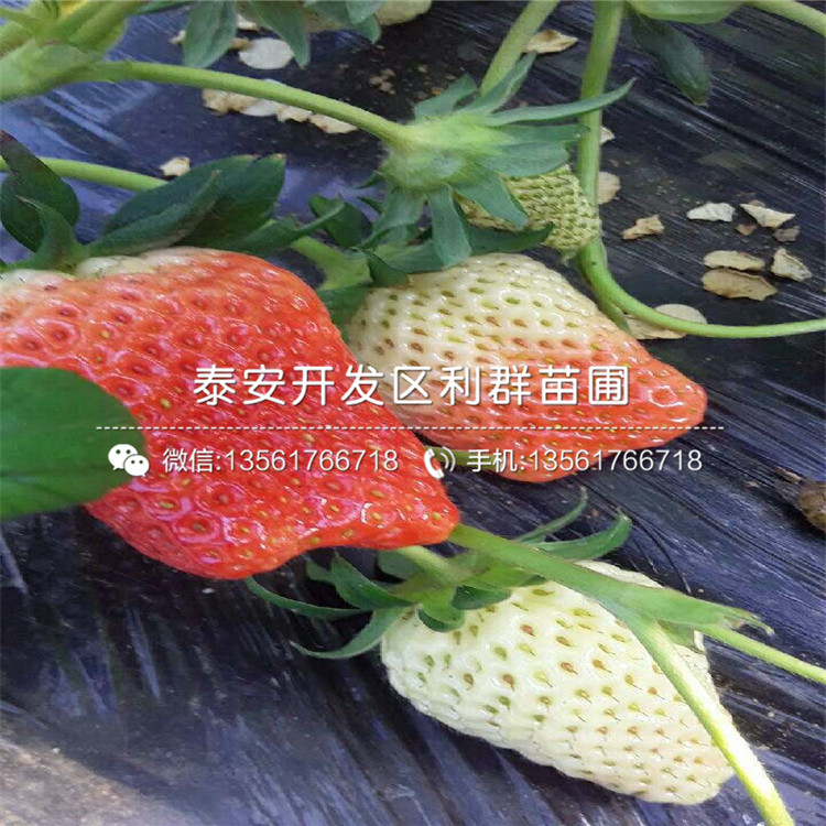 哪里有越丽草莓苗