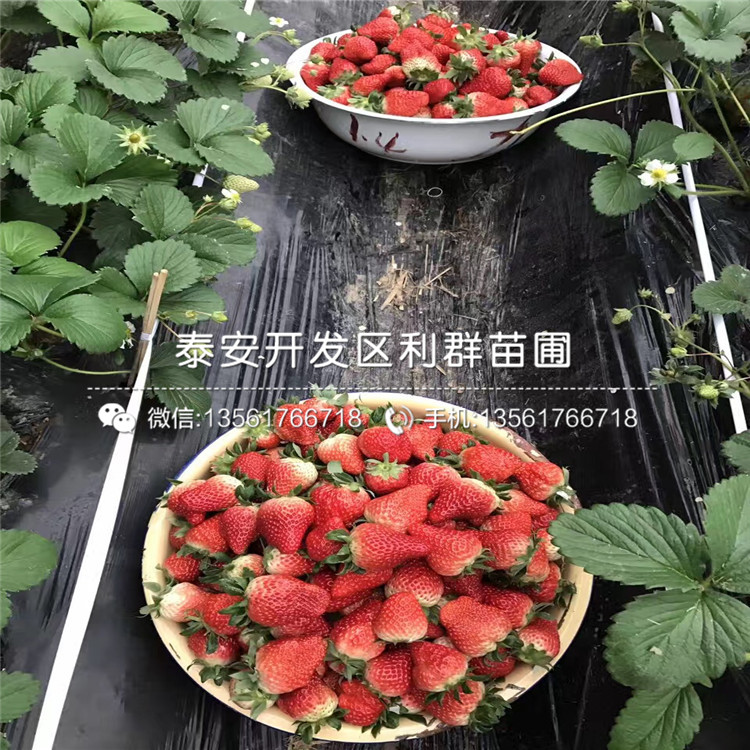 京怡香草莓苗价格是多少、一亩地种植多少棵京怡香草莓苗