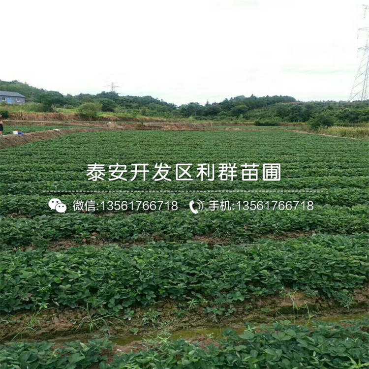 達(dá)賽草莓苗哪里多
