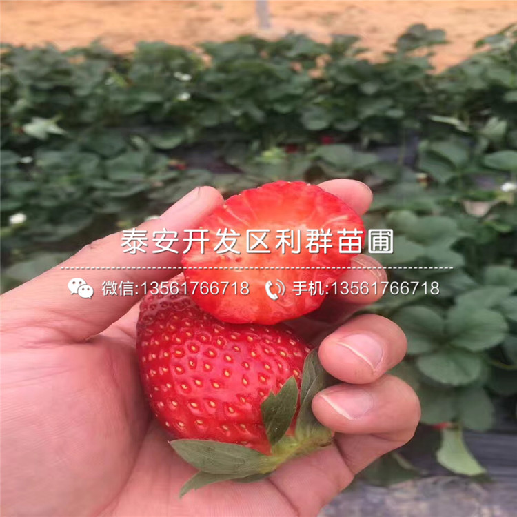 盆栽桃熏草莓苗