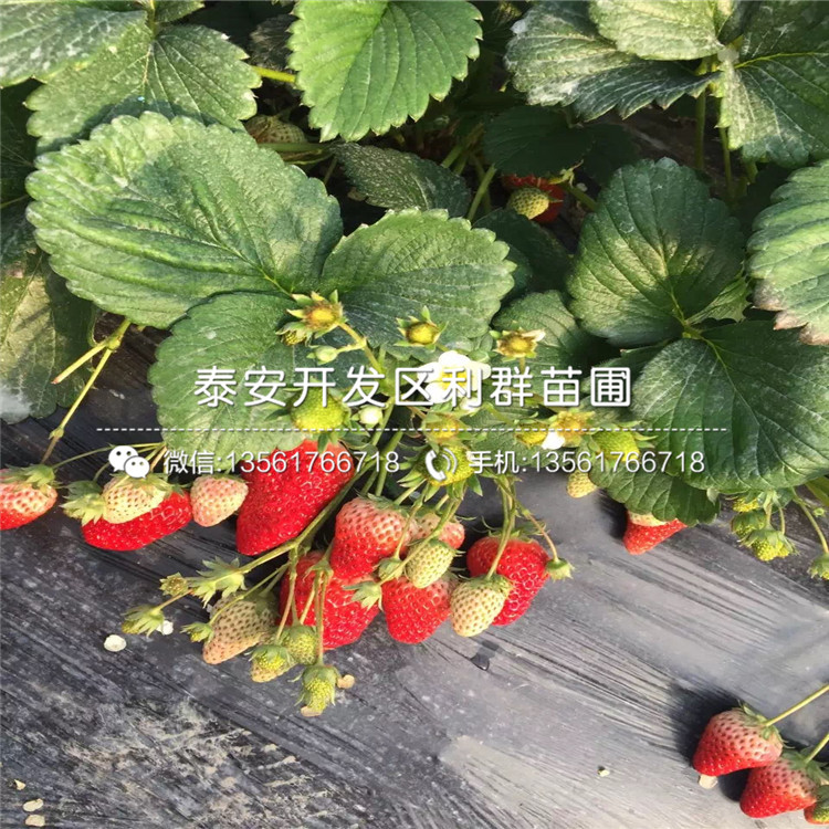 新品种津美22号草莓苗批发