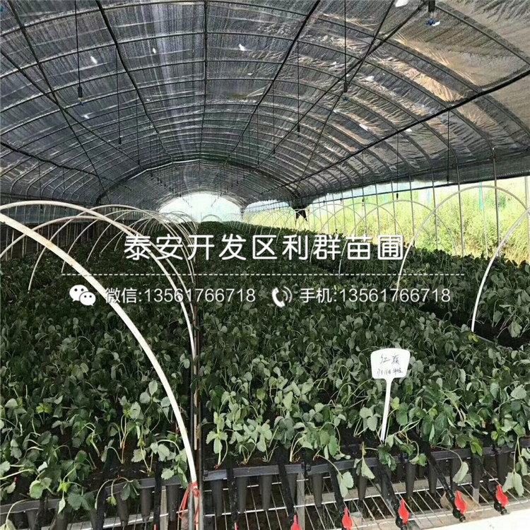 哈尼草莓苗出售價(jià)格多少錢