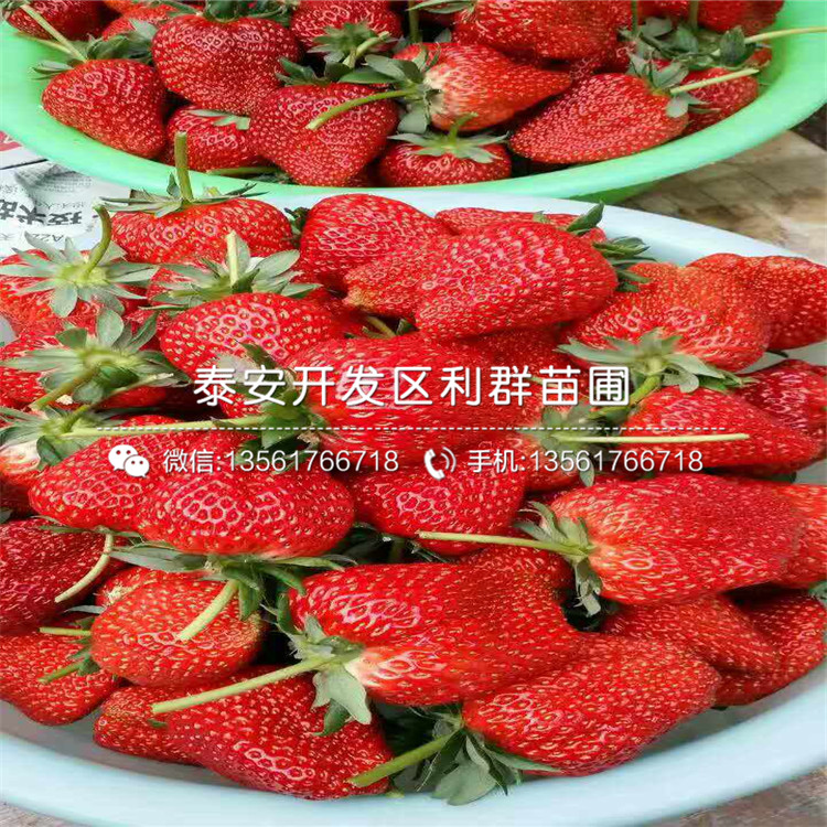 中熟白草莓苗多少錢一棵