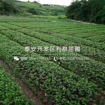 种植粉红公主草莓苗基地