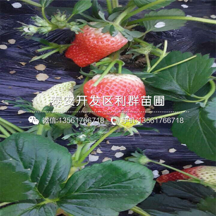 新品种红珍珠草莓苗、红珍珠草莓苗基地
