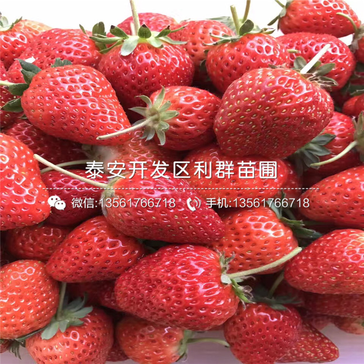 脫毒敘利亞草莓苗、脫毒敘利亞草莓苗價格多少