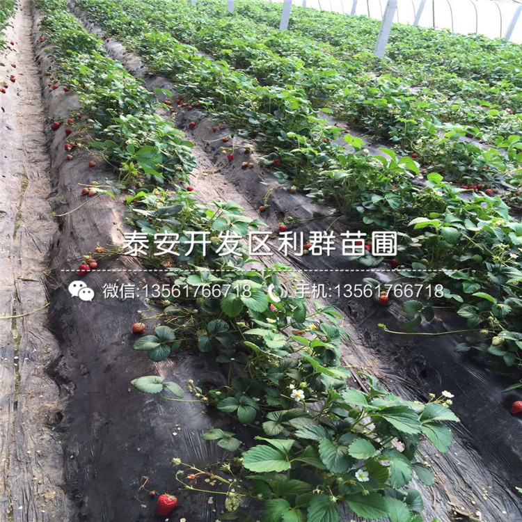 红宝石草莓苗新品种、红宝石草莓苗价格是多少