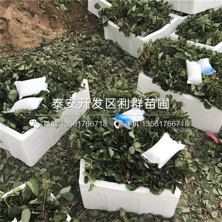 批發(fā)京藏香草莓苗價(jià)格