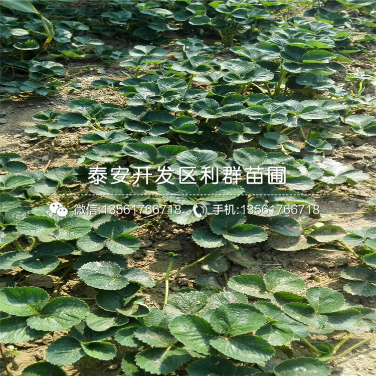 新品種吐德拉草莓苗、吐德拉草莓苗多少錢(qián)一棵