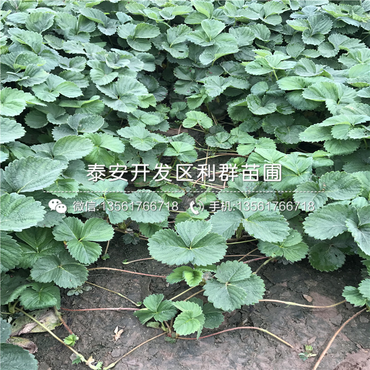 蒙特瑞草莓苗批发价格