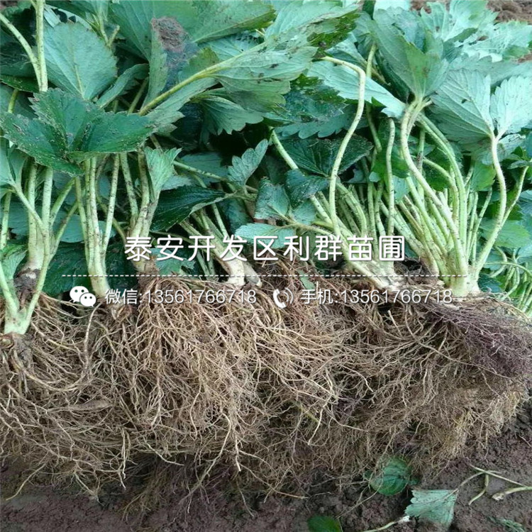 批發(fā)京藏香草莓苗價(jià)格