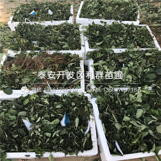 美德萊特草莓苗出售