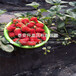 一亩地能种植多少棵章姬草莓苗