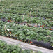 艾尔巴草莓苗销售价格、艾尔巴草莓苗销售基地